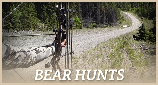 DB Outfitting Ltd. Bear Hunts