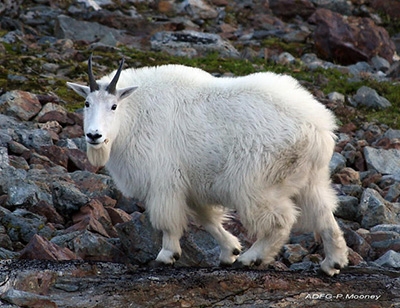 Mountain Goat Hunts