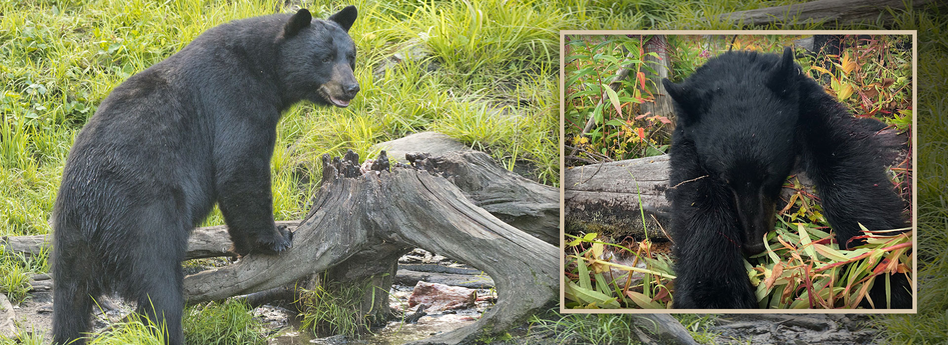 Black Bear Hunts