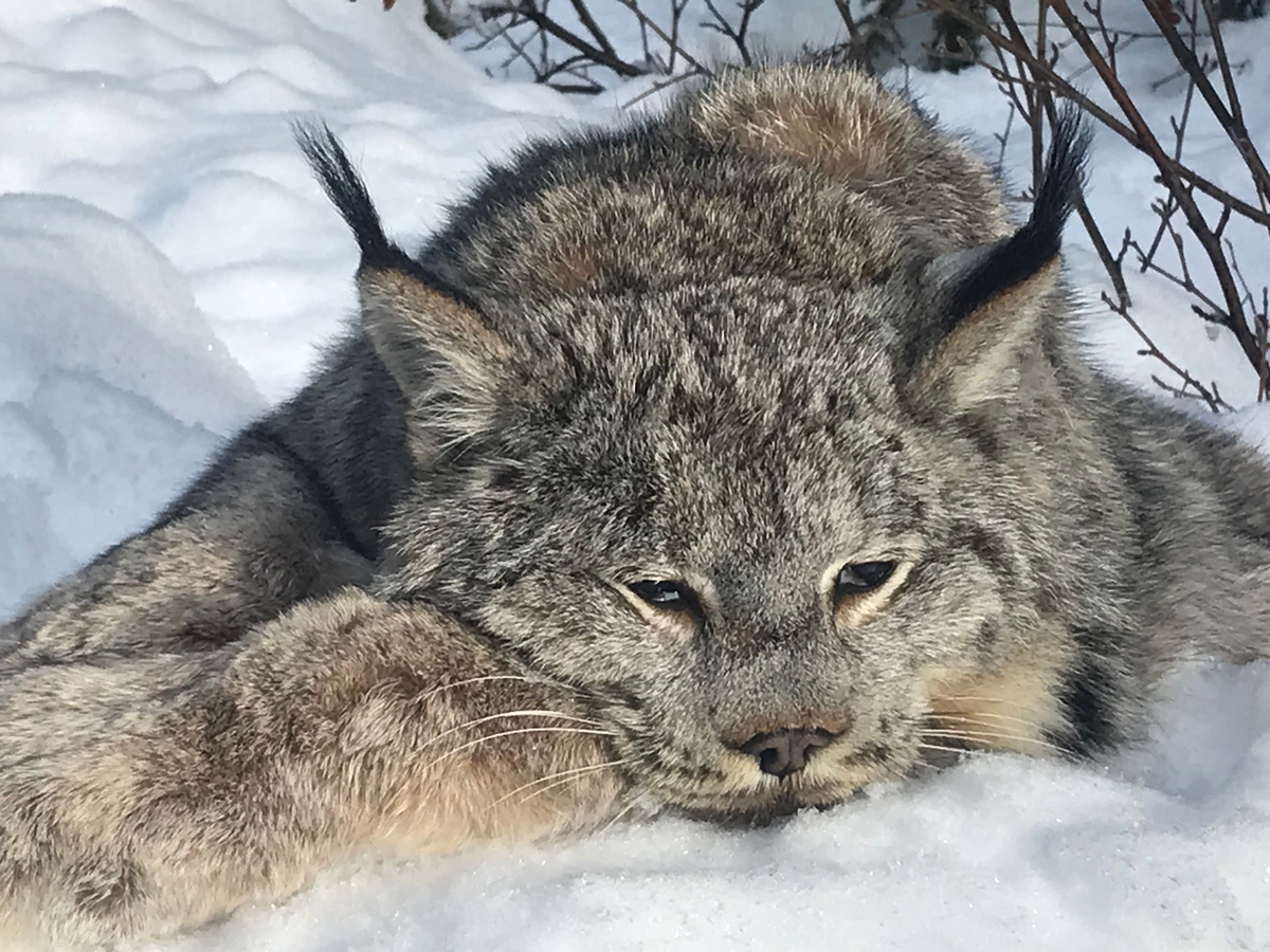 Lynx Hunting
