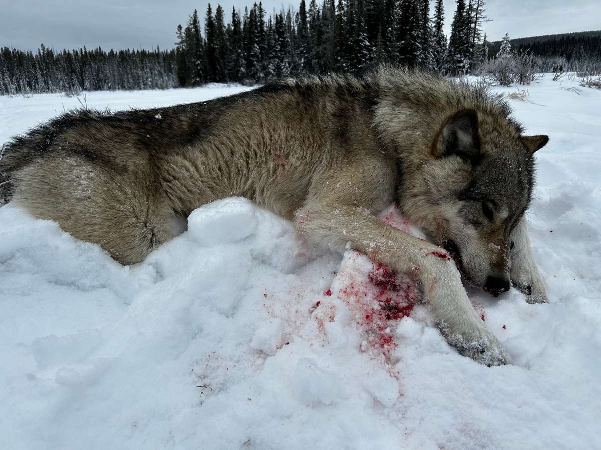 Wolf
