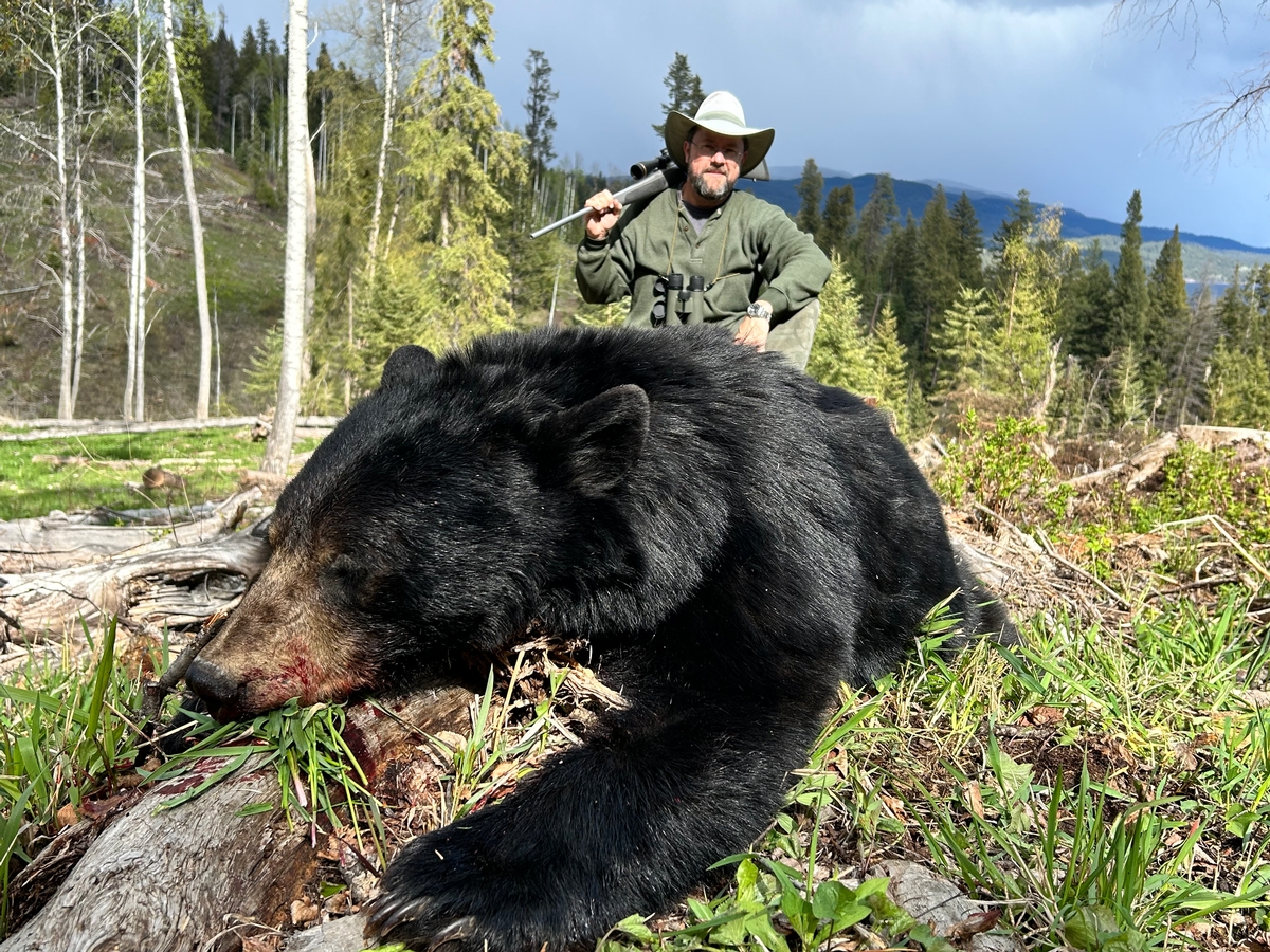 Black Bear
