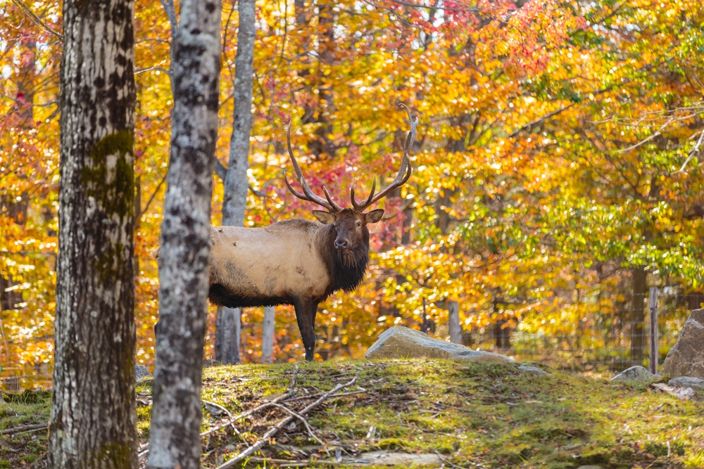 Elk