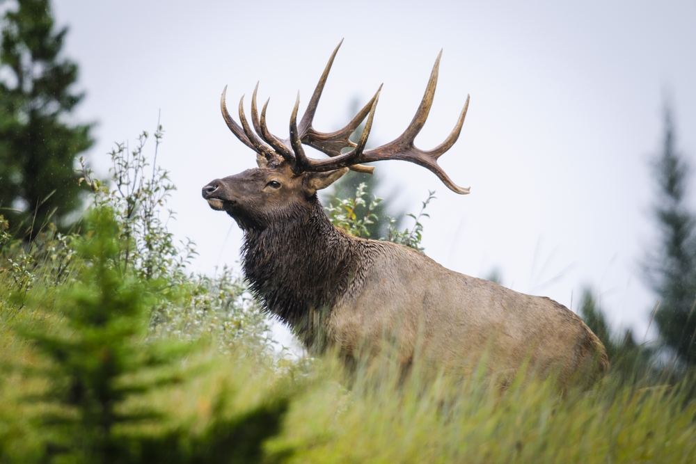 Trophy BC Elk