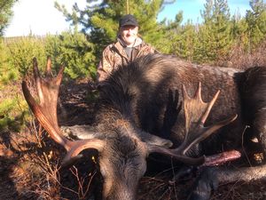 Bill's Bull Moose