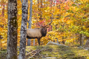 Elk Hunts In Canada